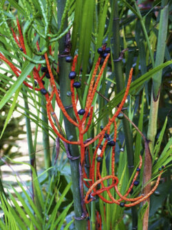 ปาล์มไผ่ (Bamboo palm) / 5 เม็ด (Portugal)