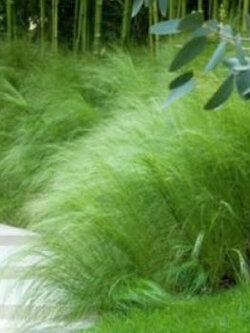 หญ้าขนเม็กซิกัน (Mexican Feather Grass) / 100 เม็ด (France)*