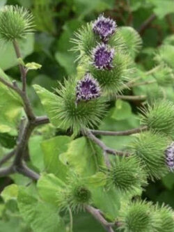 โบโก หรือเบอร์ด็อค (Bogo / Burdock) / 20 เม็ด (UK)