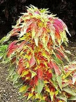 ผักโขม หรือผักโขมแดง (Amaranthus tri-color Perfecta) / 100 เม็ด (USA)