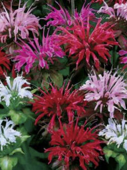 บีบาล์ม (Bee Balm / Monarda Didyma) คละ / 25 เม็ด (Moldova)
