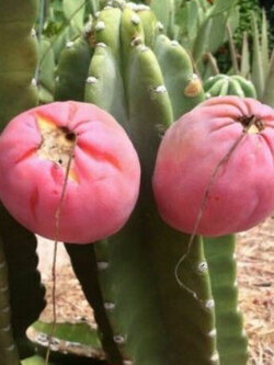 เฮ็ดจ์ แคคตัส (Hedge Cactus) / 5 เม็ด (Hungary)