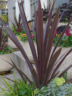 จันผาม่วงออสเตรเลีย (Cordyline Australis Purple) / 25 เม็ด (Portugal)*