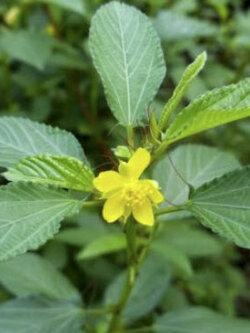 ปอกระเจาฝักยาว (Corchorus Olitorius) / 100 เม็ด (France)