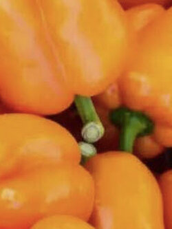 พริกหวาน หรือพริกระฆัง (Sweet Bell Pepper) สีส้ม / 15 เม็ด (UK)