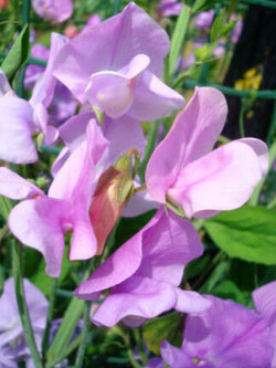 สวีทพี Lady Grisel Hamilton / 40 เม็ด (UK)