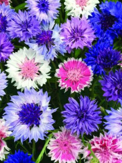 คอร์นฟลาวเวอร์ (Cornflower - Frosty) คละ พันธุ์ต้นสูง / 4,400 เม็ด (UK)*