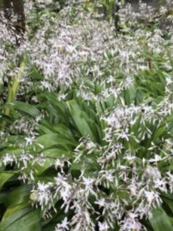 เร็นก้า-เร็นก้า ลิลี่ หรือ อาร์ทโรโพเดียม (Renga-renga lily) / 50 เม็ด (NZ)