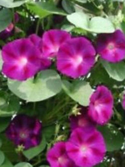 มอนิ่ง กลอรี่ (Morning glory - Crimson Ramber) / 25 เม็ด (USA)*