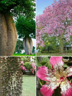 ต้นขวด (Bottle tree / fake Kapok) / 10 เม็ด (Italy)*