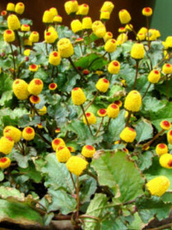 ผักคราดหัวแหวน (Spilanthes Oleracea) / 400 เม็ด (UK)