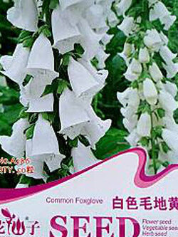 ดิจิทาลิส (Digitalis / Foxglove) สีขาว / ซอง 50 เม็ด (China)*