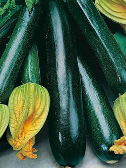 ซูกินี่ดำ แบล๊คบิวตี้ (Zucchini - Black Beauty) / 50 เม็ด (UK)