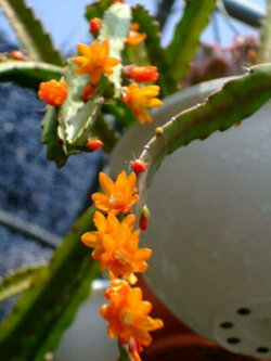 แคคตัส มิสเซิลโท (Mistletoe Cactus) / 20 เม็ด (UK)