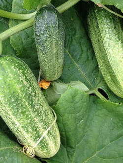 แตงกวา (Cucumber Gherkin F1) / 10 เม็ด (UK)