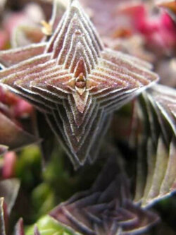 คราสซูล่า เจดีย์แดง (Red Pagoda Plant) / 25 เม็ด (UK)