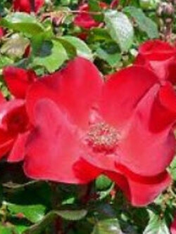 กุหลาบญี่ปุ่นแดง (Red Japanese Rose) / 10 เม็ด (USA)*