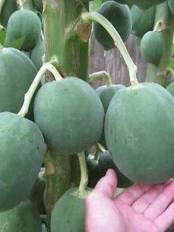 มะละกอ ฟลอริด้า โกลด์ (Florida Gold) / 5 เม็ด (USA)*