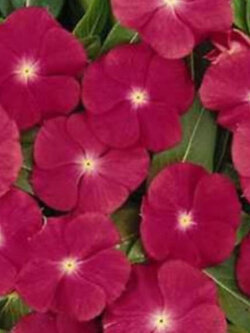 แพงพวย (Vinca) สีแดง / 50 เม็ด (USA)*