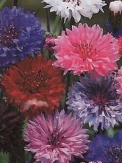 คอร์นฟลาวเวอร์ (Cornflower / Centaurea cyanus) คละ / 400 เม็ด (China)