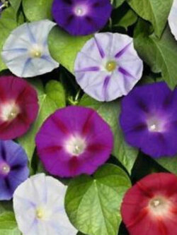 มอนิ่ง กลอรี่ (Morning Glory) คละ / 50 เม็ด (USA)*