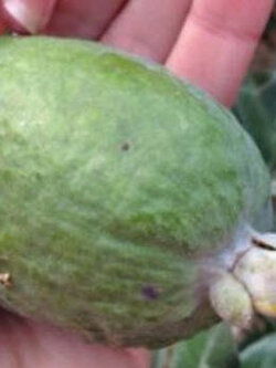 ฝรั่งสับปะรด (Pineapple Guava) / 6 เม็ด (France)