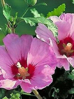 โรส ออฟ ชารอน - อะโพรไดท์ (Rose of Sharon - Aphrodite) / 50 เม็ด (UK)*