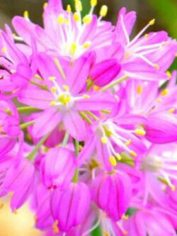 อัลเลี่ยม มองโกเลีย (Allium mongolicum / Mongolian Onion) / 25 เม็ด (France)