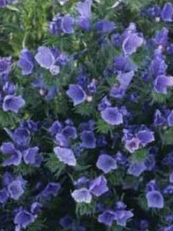 ไวเปอร์ บูกลอส - บลู เบ็ดเดอร์ (Vipor's Bugloss - Blue Bedder) / 50 เม็ด (USA)*