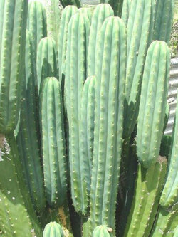 กระบองเพชรซานเปรโด (San Pedro Cactus) / 20 เม็ด (France)*