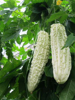 มะระขาวจีน (White Balsam Pear) / ซอง 10 เม็ด