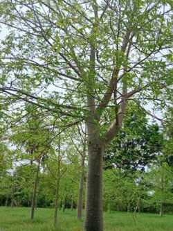 เบาบับ (Baobab / Adansonia digitata) / 10 เม็ด*