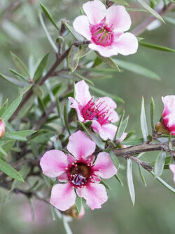 มานูก้า หรือชานิวซีแลนด์ ดอกสีชมพู (Pink Manuka) / 500 เม็ด (Australia)*