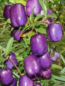 แอปเปิ้ลเบอรี่ (Purple Appleberry) / 10 เม็ด (Australia)*