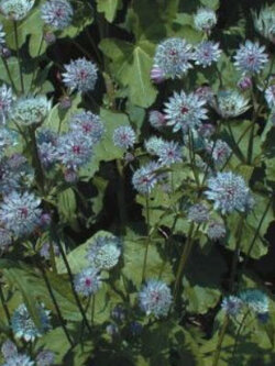 แอสแทรนเทีย เมเจอร์ - พริมาดอนน่า (Astrantia Major Primadonna) / 10 เม็ด (UK)