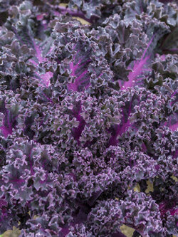 สกาเล็ท เคล ม่วง (Scarlet Kale / Borecole) / 800 เม็ด (UK)