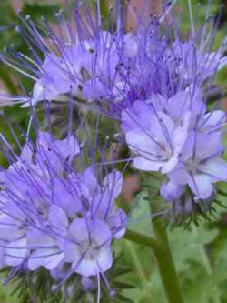 ฟาซิเลีย (Lacy Phacelia / Purple Tansy) / 100 เม็ด (Hungary)