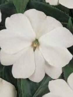 เทียนนิวกินี (New Guinea Impatiens - Divine White F1) สีขาว / 10 เม็ด (UK)*