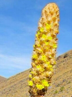 เยคสปาลา บรอมีเลียด (Yakespala Bromeliad) / 5 เม็ด (Portugal) หายาก