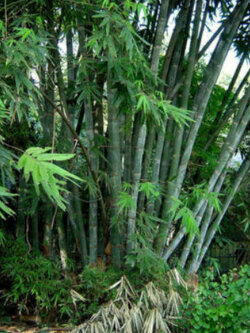 ไผ่ซาง / ไผ่ราชินี (Dendrocalamus strictus) / 100 เม็ด (Portugal)*