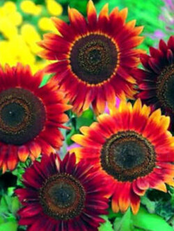 ทานตะวัน เรดซัน (Sunflower - Red Sun) / 50 เม็ด (UK)*