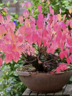 คัทซึระ (Katsura tree) / 10 เม็ด (France)*