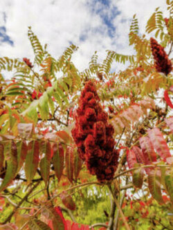 ซูแมค (Sumac / Rhus coriaria) / 50 เม็ด (Italy)