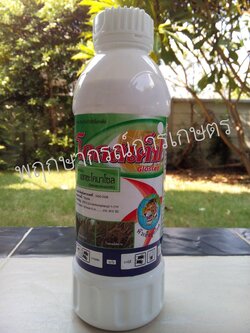 โกลสเต็ป