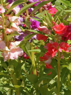 เทียน (Impatiens Balsamina) คละ / 15 เม็ด (UK)