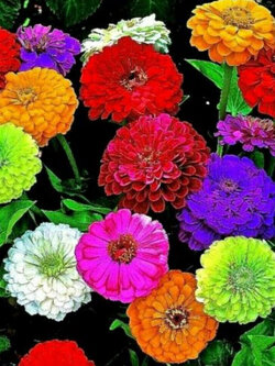 บานชื่น (Zinnia) คละ / 50 เม็ด (UK)