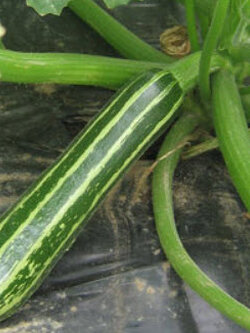 ซูกินี่ลูกยาว (Courgette Tapir) / 15 เม็ด (UK)