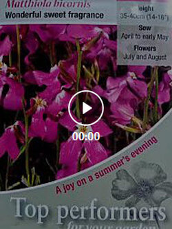 ไนท์ เซนท์ สต็อค (Night Scented Stock) / ซอง 1,500 เม็ด (UK)*