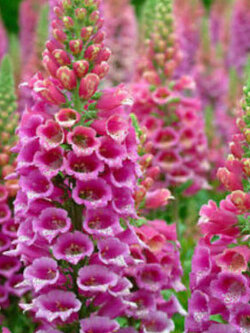 ดิจิทาลิส หรือถุงมือจิ้งจอก (Foxglove / Digitalis - Excelsior) คละ / 10,000 เม็ด (UK)*