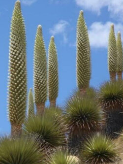 บรอมีเลียดยักษ์ (Giant bromeliad) / 5 เม็ด (Portugal) หายาก